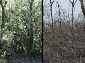 before and after mangrove images