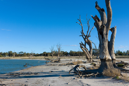 Red Gum trees on Lake Bonney in the Murray-Darling Basin