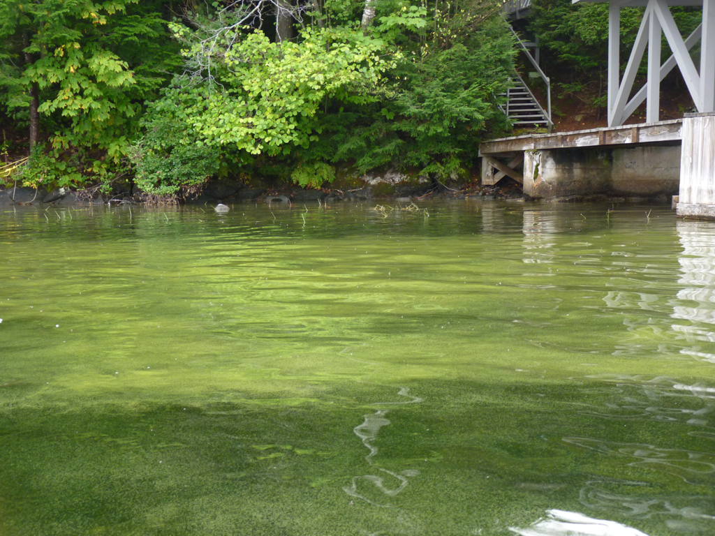 Lake Sunapee algal bloom