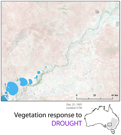 Veg response to water availability in the MDB