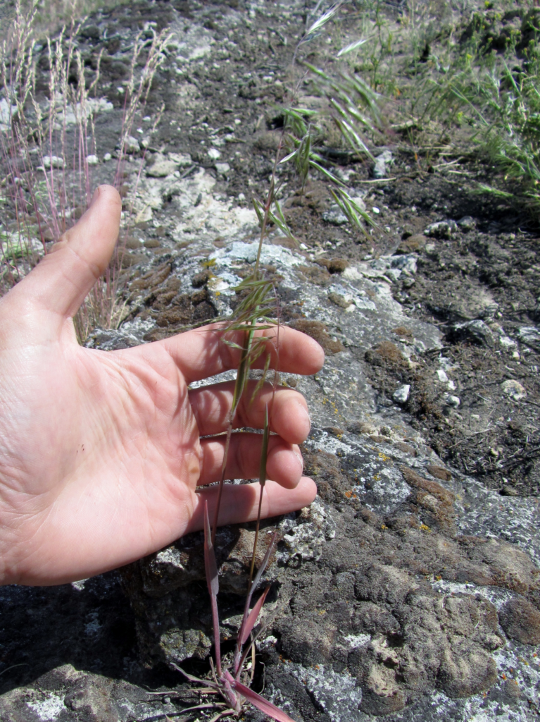 cheatgrass