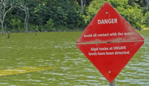 Harsha Lake Ohio algal bloom