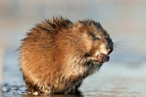 semi-aquatic muskrat