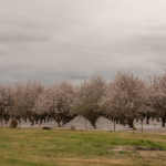 almond orchard