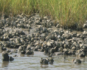 Oyster reef at water's edge along the Gulf of Mexico