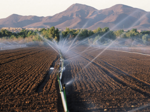 irrigation