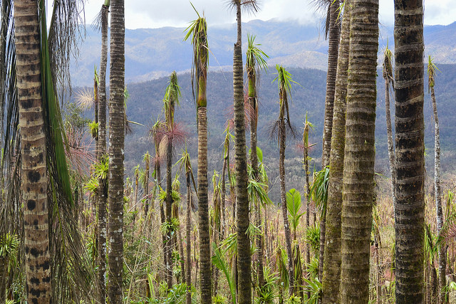 Palm stands in El Yunque National Forest,