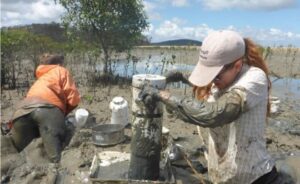 Sampling invertebrates within deep mudflats in Gladstone, Australia.