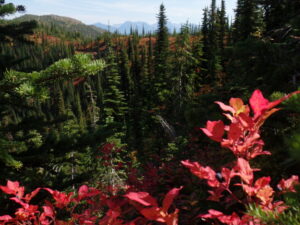 Huckleberry leaves in autumn