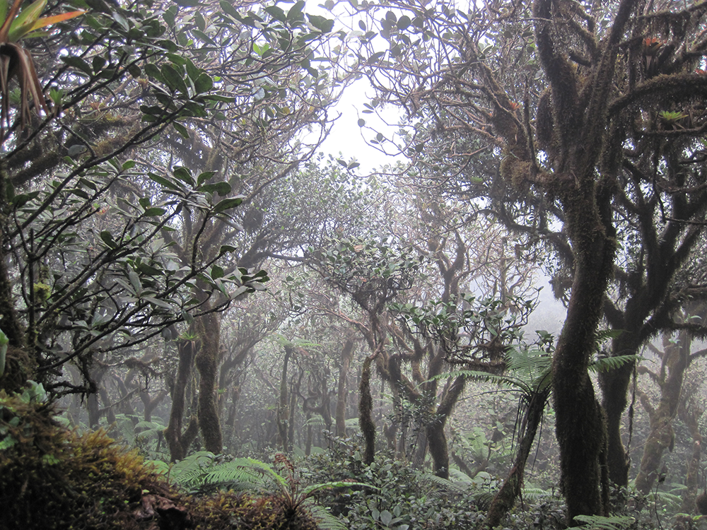The Elfin cloud forest on top of East Peak in the El Yunque National Forest of Puerto Rico