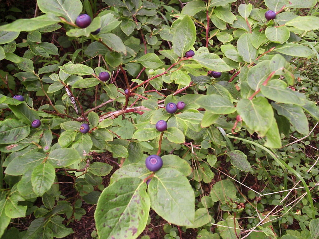 huckleberry fruit