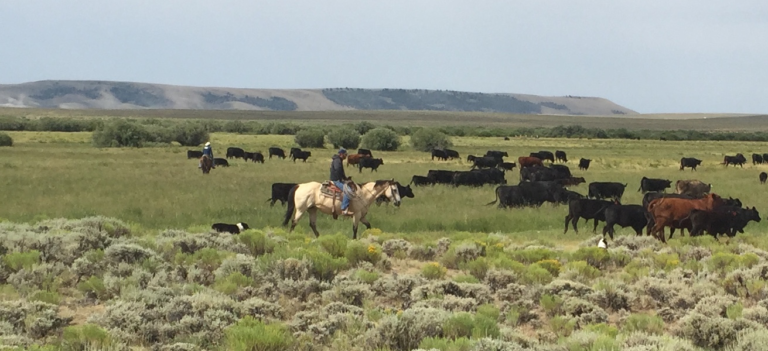 Cattle rangeland