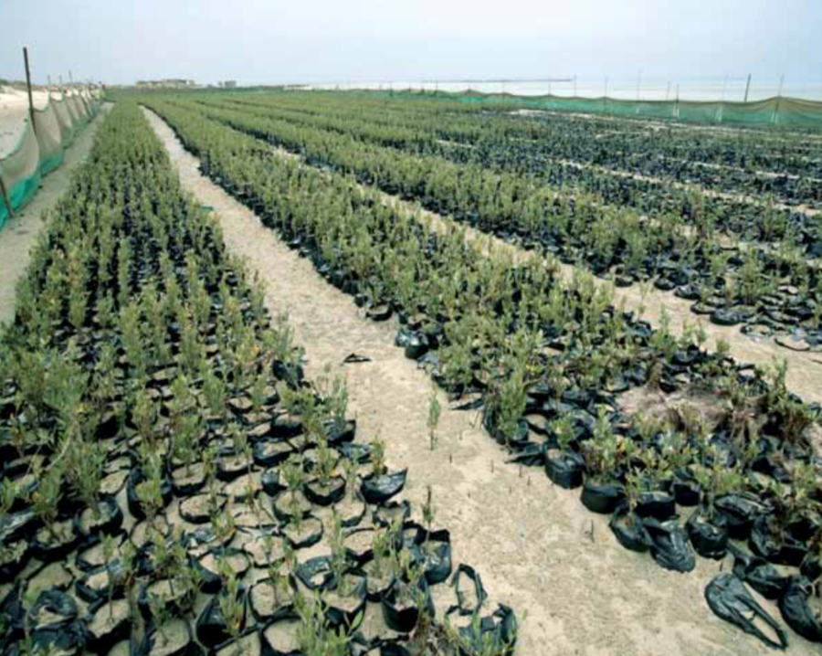mangrove plantations