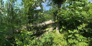 tornado damage