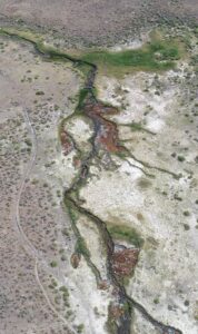 Riparian vegetation in Soldier Meadows