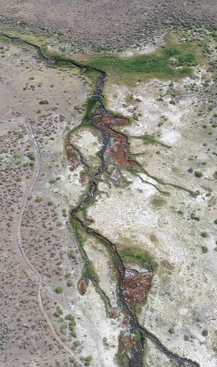 Riparian vegetation in Soldier Meadows, a spring system in Black Rock Desert, Nevada