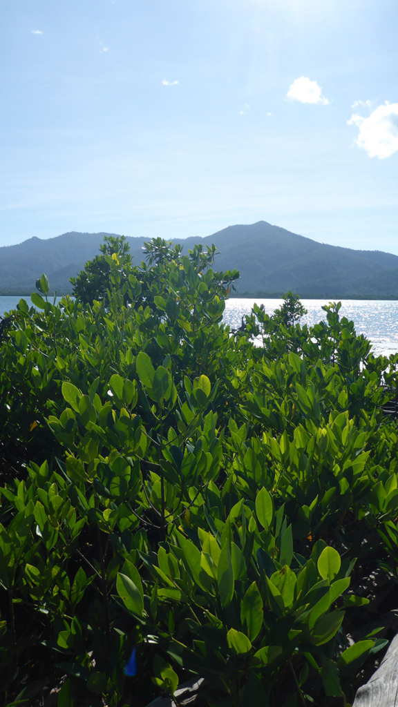 mangrove canopy
