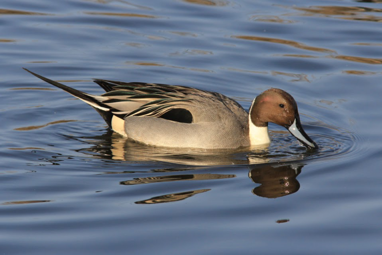 A Northern Pintail duck