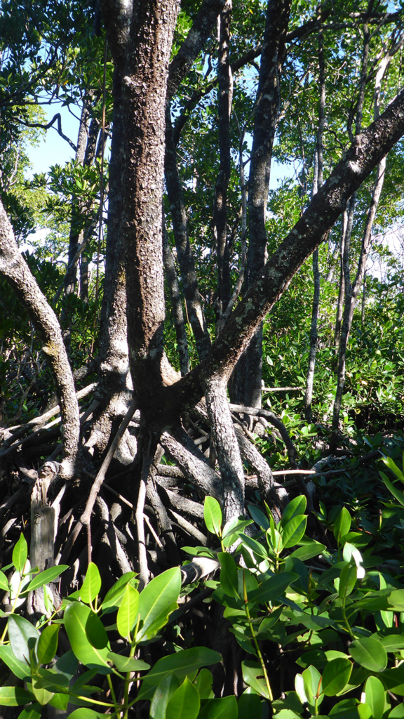 mangrove roots in Australia