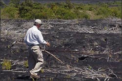 Accessing regrowth in a Hawaiian lava field.
