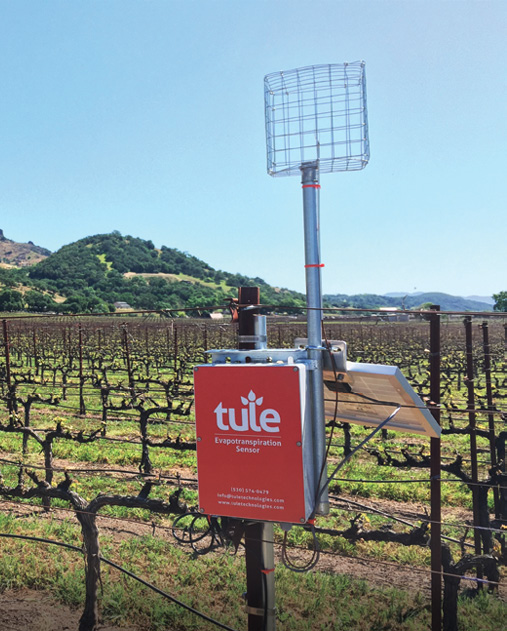 Tule sign in a vineyard