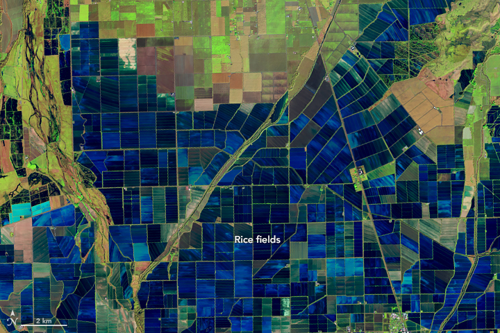 Landsat 8 image of rice fields