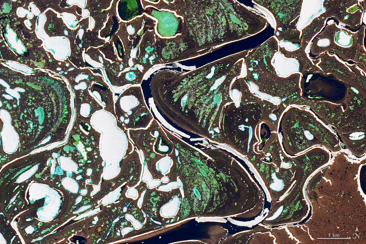 A natural-color NASA/USGS Landsat 8 image showing ice breaking up in the Lena River Delta