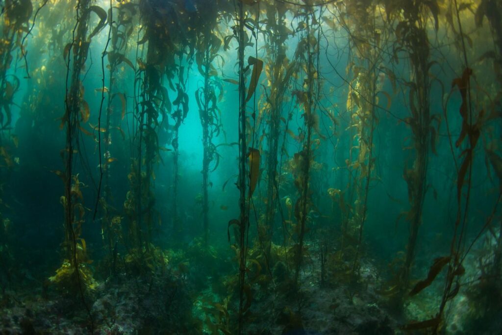 Remote South American kelp forests