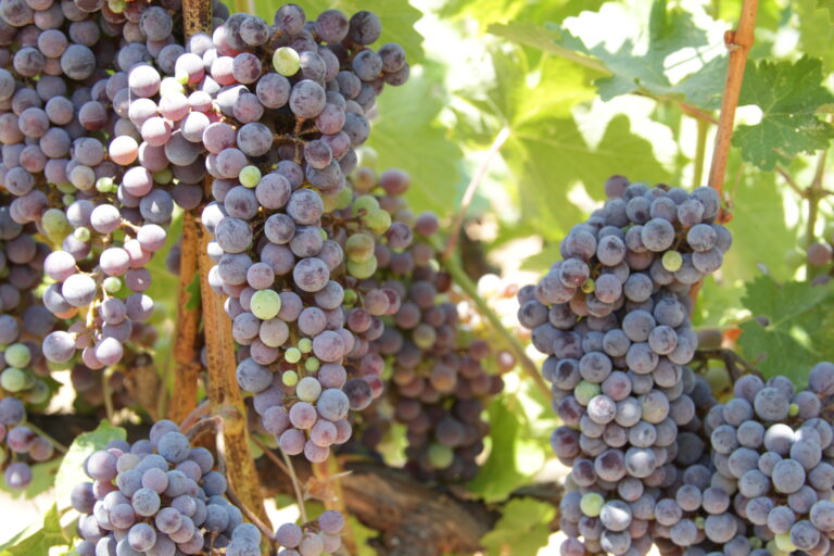 Cabernet Savignon grapes in an E&J Gallo California vineyard