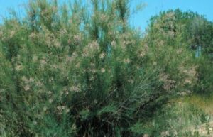 Salt Cedar Buds