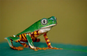 A tiger-striped leaf frog (Phyllomedusa tomopterna) sits on a leaf.