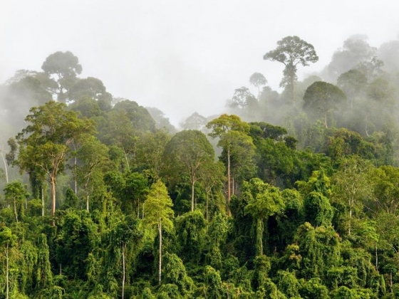 A tropical forest in Colombia.