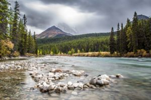 A forest in Banff, Canada