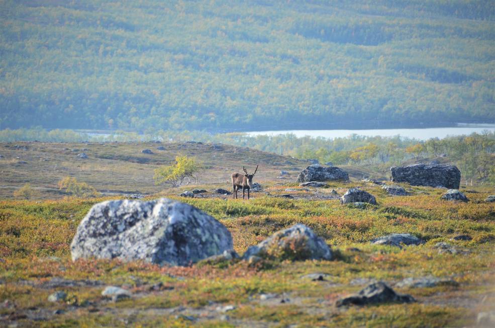 When Arctic tundra greens, undergoing increased plant growth, it can impact wildlife species including reindeer and caribou.