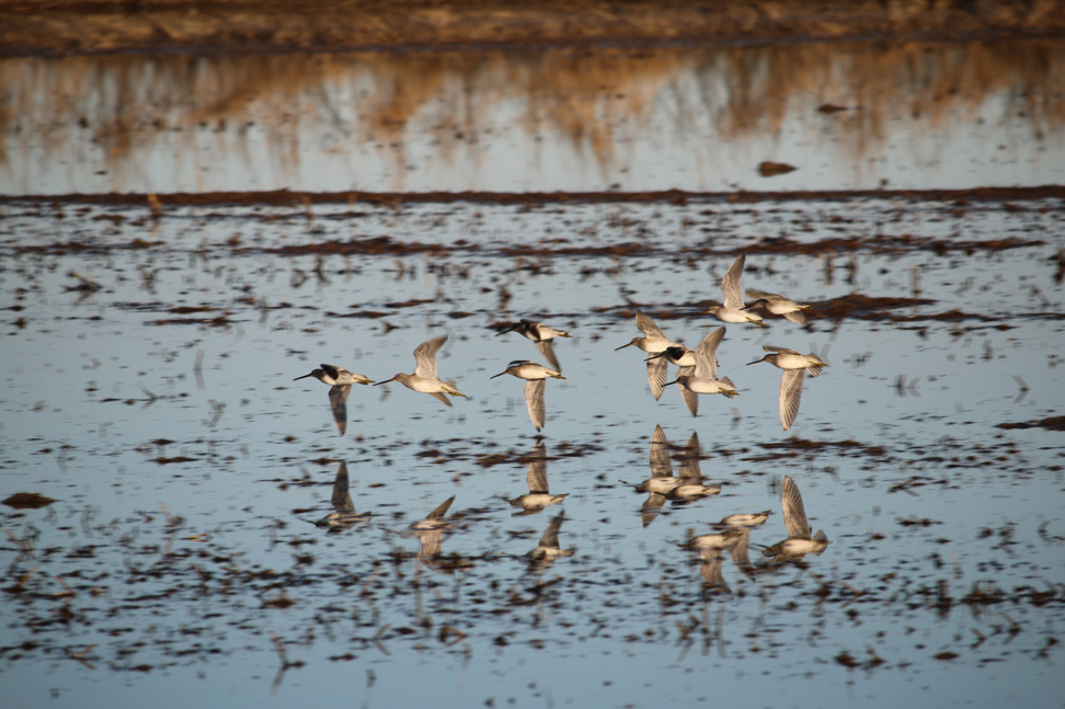 More than 350 species of birds are counted on the Pacific Flyway every year