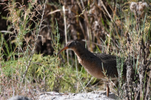 A Yuma Ridgway rail in its native habitat