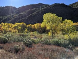 Trees and shrubs flourish along the Santa Ynez River