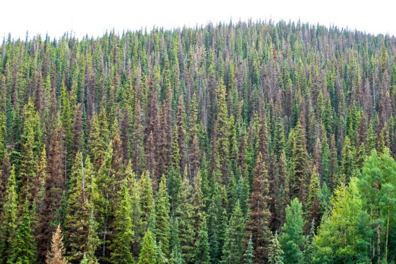 Moderate Spruce-Beetle damage in Colorado forest