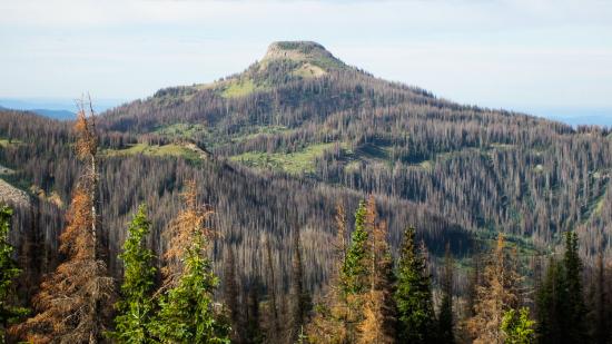 SW Colorado forest damaged by beetles