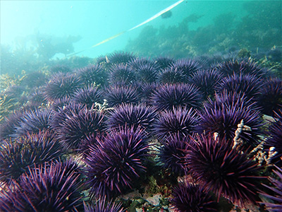 Most of the kelp forest ecosystem in Northern California has been replaced by urchin barrens dominated by purple sea urchins. Photo credit: Katie Sowul; CDFW