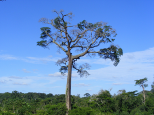 A baillonella tree