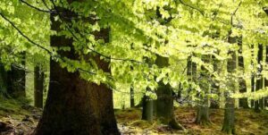 Light filtering through the trees in a forest