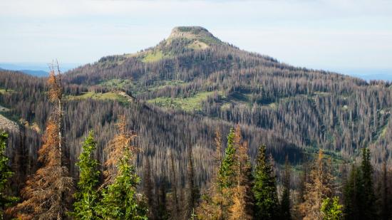 Widespread damage caused by the Spruce Beetle