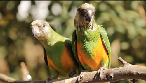 birds Liberia