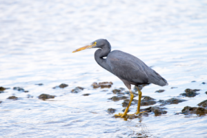 Eastern Reef Egret