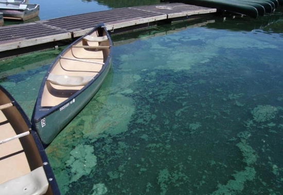 Canoes and a Hazardous Algal Bloom