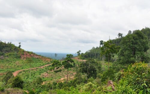 Edge of lowland tropical forest with oil palm plantation encroaching