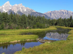 A beaver dam in Grand Teton National Park