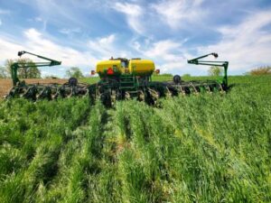 Jeschke's cereal rye cover crop