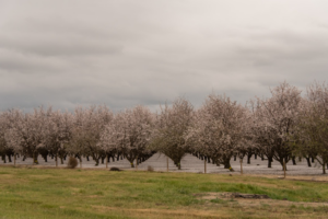 An almond orchard